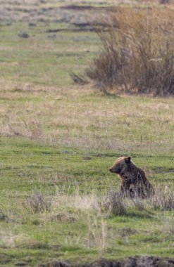 Baharda Yellowstone Ulusal Parkı 'nda bir boz ayı.