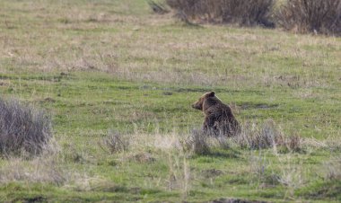 Baharda Yellowstone Ulusal Parkı 'nda bir boz ayı.
