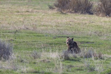 Baharda Yellowstone Ulusal Parkı 'nda bir boz ayı.