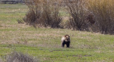 Baharda Yellowstone Ulusal Parkı 'nda bir boz ayı.
