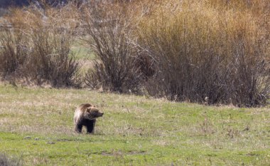 Baharda Yellowstone Ulusal Parkı 'nda bir boz ayı.