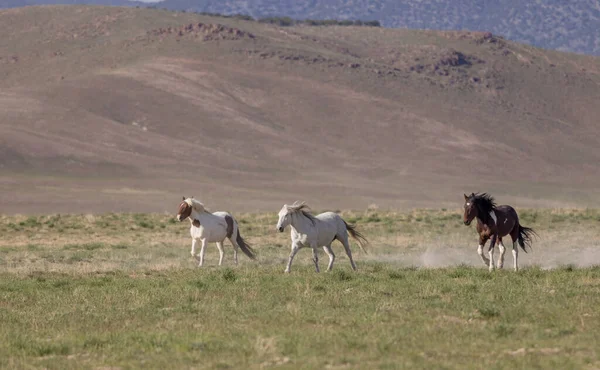 ユタ砂漠の春に美しい野生の馬 — ストック写真