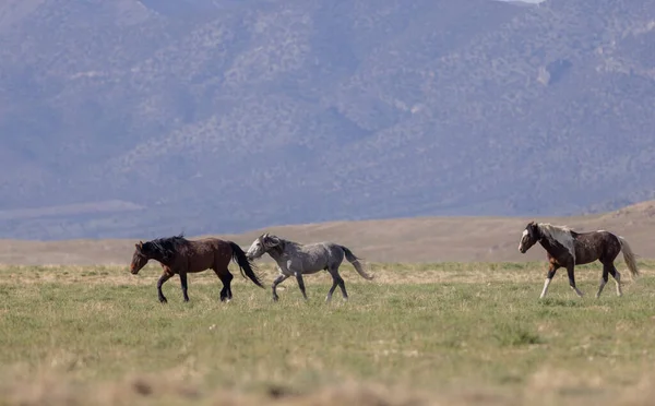 Bellissimi Cavalli Selvatici Primavera Nel Deserto Dello Utah — Foto Stock