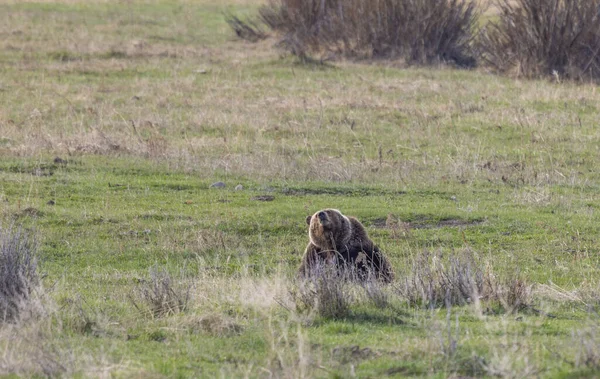 Baharda Yellowstone Ulusal Parkı 'nda bir boz ayı.