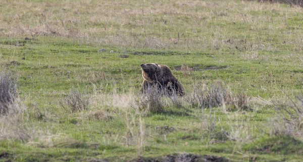 Baharda Yellowstone Ulusal Parkı 'nda bir boz ayı.