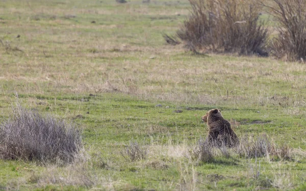 Baharda Yellowstone Ulusal Parkı 'nda bir boz ayı.