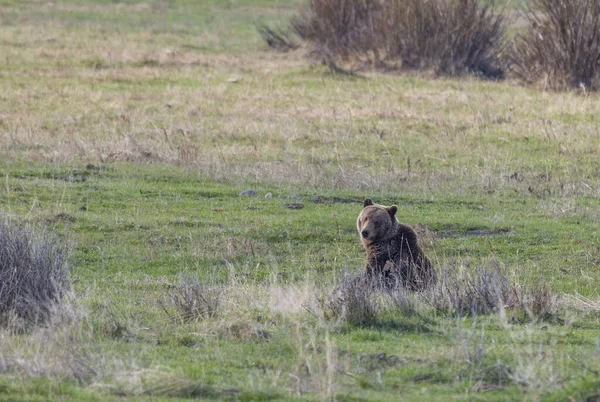 Baharda Yellowstone Ulusal Parkı 'nda bir boz ayı.