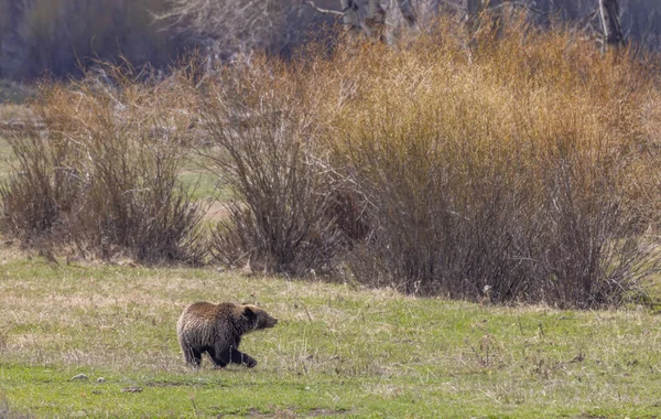 Niedźwiedź Grizzly Wiosną Parku Narodowym Yellowstone — Zdjęcie stockowe