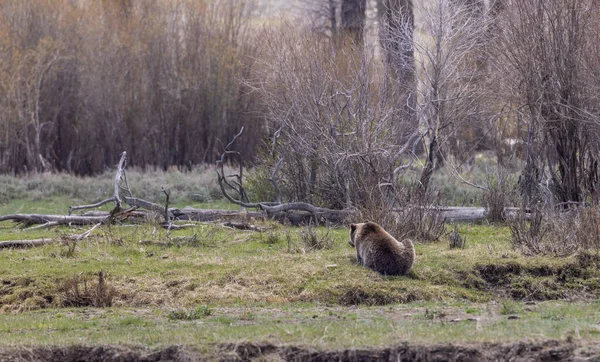 a grizzly bear in spring in Yellowstone National Park