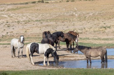 Yazın Utah çölünde bir su birikintisinde vahşi atlar