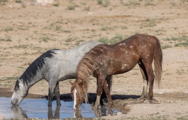 Yazın Utah çölünde bir su birikintisinde vahşi atlar