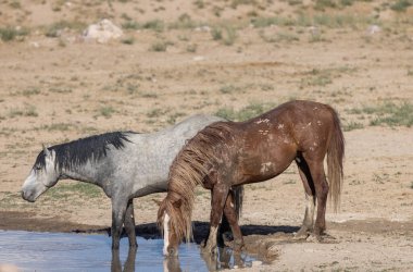 Yazın Utah çölünde bir su birikintisinde vahşi atlar