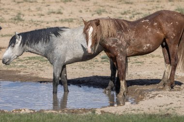 Yazın Utah çölünde bir su birikintisinde vahşi atlar