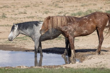Yazın Utah çölünde bir su birikintisinde vahşi atlar