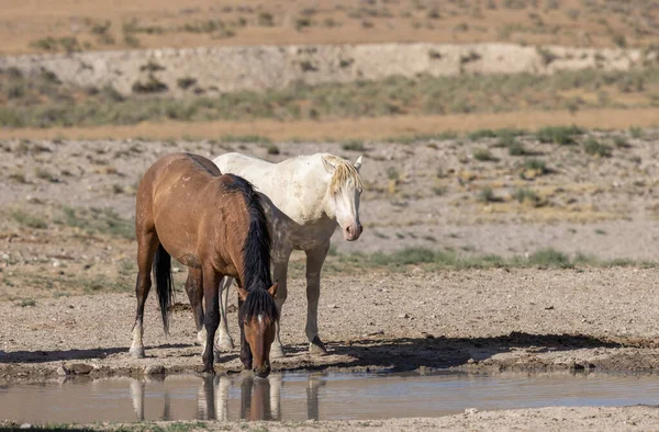 Wild Horses Waterhole Summer Utah Desert — Stock Photo, Image