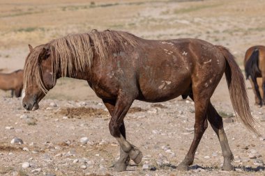 Utah Çölü'nde yaz aylarında vahşi atlar