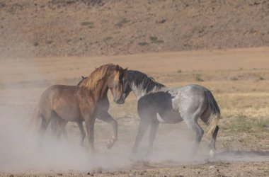 Utah Çölü'nde yaz aylarında vahşi atlar