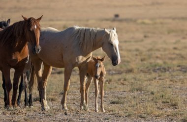 Utah Çölü'nde yaz aylarında vahşi atlar