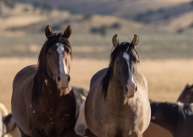 Utah Çölü'nde yaz aylarında vahşi atlar