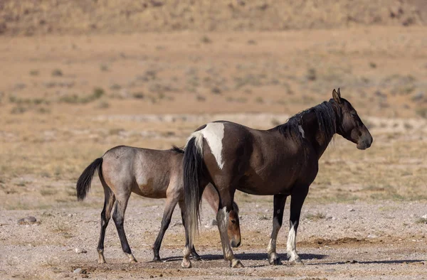 Дикие Лошади Летом Пустыне Юта — стоковое фото