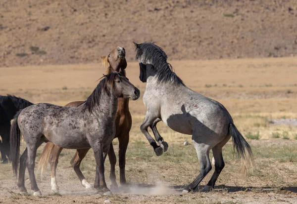 Wild Horses Summer Utah Desert — Stock Photo, Image