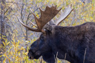 Sonbaharda Wyoming 'deki monoton boğa geyiği.