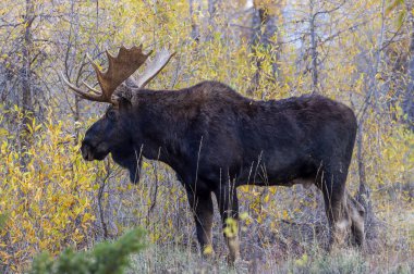 Sonbaharda Wyoming 'deki monoton boğa geyiği.
