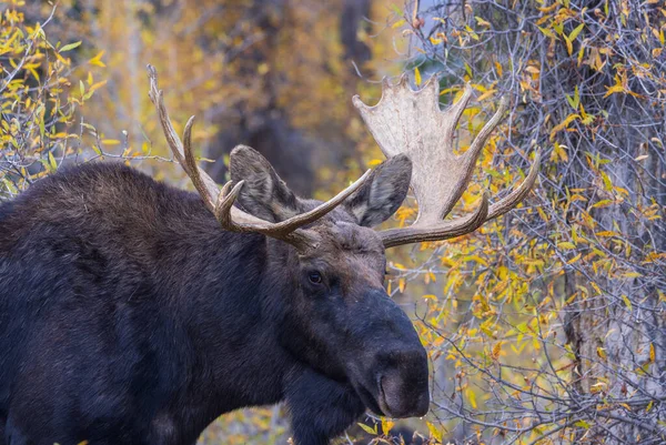 秋のワイオミング州でのラット中に牛のムース — ストック写真
