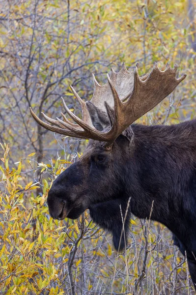 Stier Eland Tijdens Sleur Wyoming Herfst — Stockfoto