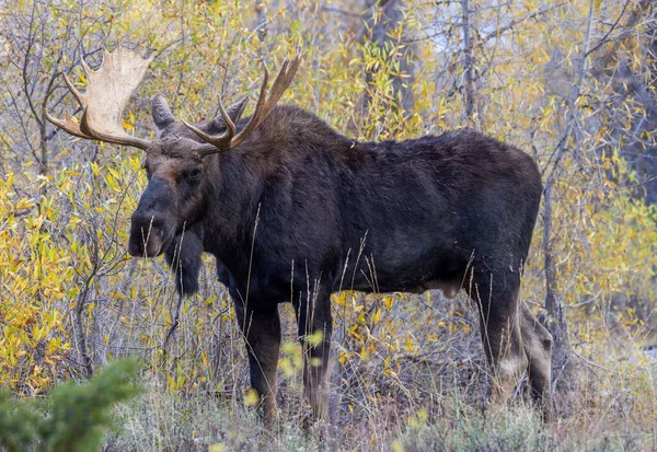 Bika Jávorszarvas Alatt Rutin Wyoming Ősszel — Stock Fotó
