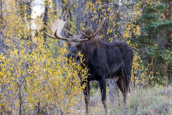 Bika Jávorszarvas Alatt Rutin Wyoming Ősszel — Stock Fotó