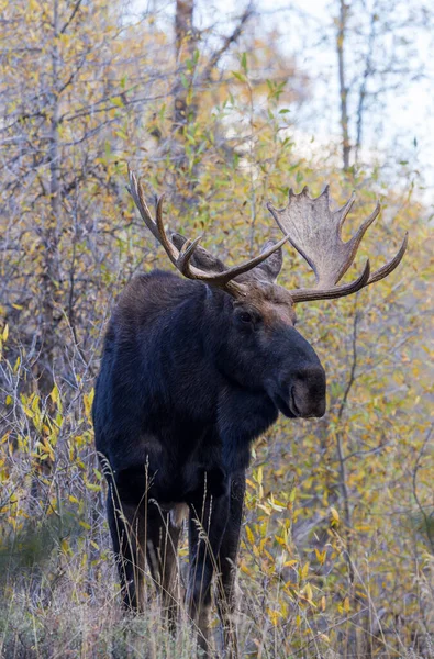 Stier Eland Tijdens Sleur Wyoming Herfst — Stockfoto
