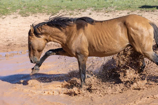夏にはモンタナのプライヤー山脈の水飲み場で野生の馬が — ストック写真