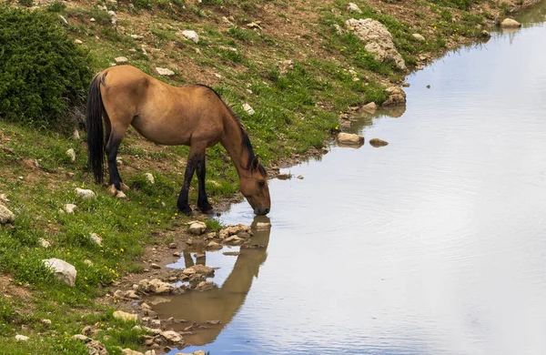Dzikie Konie Wodopoju Górach Pryor Montana Latem — Zdjęcie stockowe