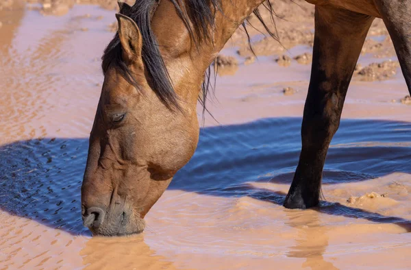 Vild Häst Vid Ett Vattenhål Pryorbergen Montana Sommaren — Stockfoto