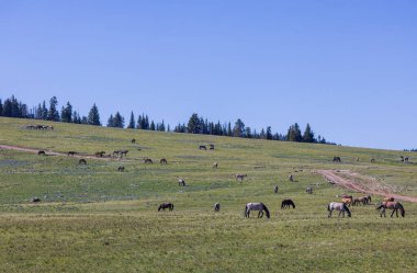 wild horses in summer in the Pryor Mountains Montana