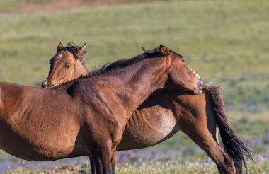 wild horses in summer in the Pryor Mountains Montana