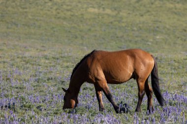 Yazın Montana 'daki Pryro Dağları' nda güzel vahşi bir at.