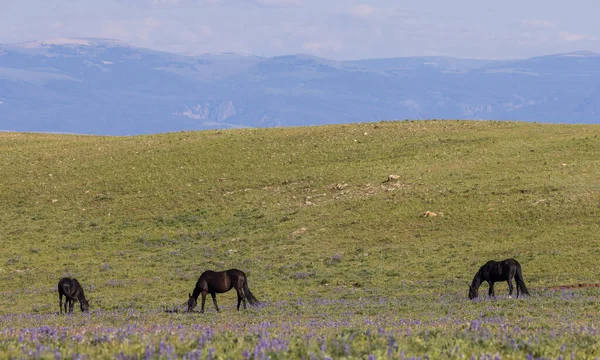 Wild Horses Summer Pryor Mountains Montana — Stock fotografie