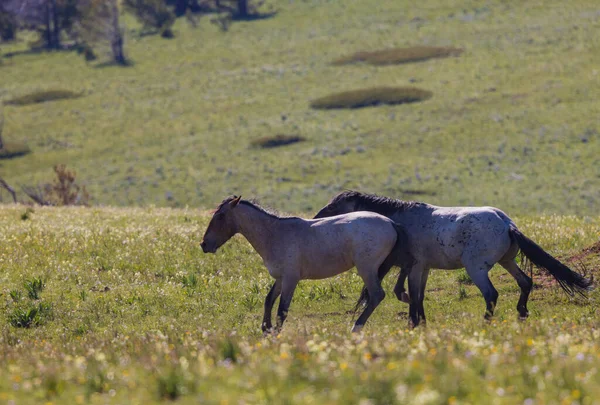 Wild Horses Summer Pryor Mountains Montana — Foto Stock