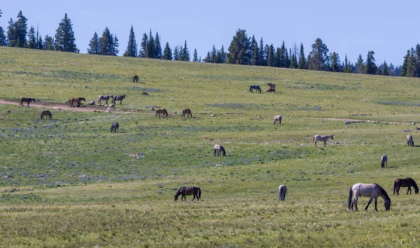 夏天在蒙大拿州普里耶山脉的野马 — 图库照片