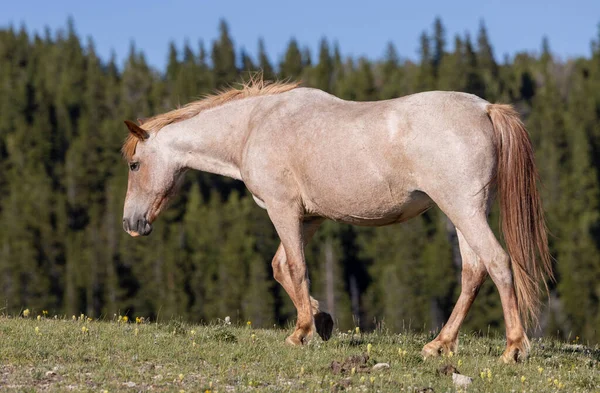Vacker Vild Häst Pryro Bergen Montana Sommaren — Stockfoto