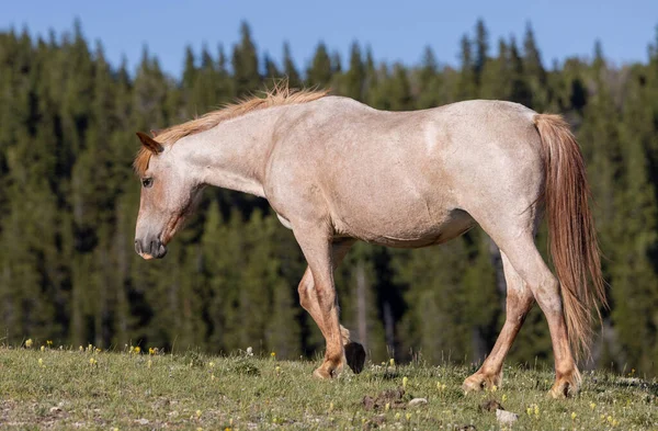 Beau Cheval Sauvage Dans Les Montagnes Pryro Montana Été — Photo