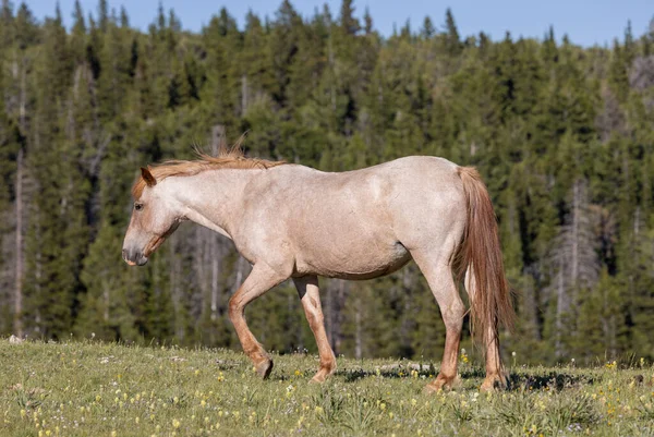 Beautiful Wild Horse Pryro Mountains Montana Summer — Stock Photo, Image
