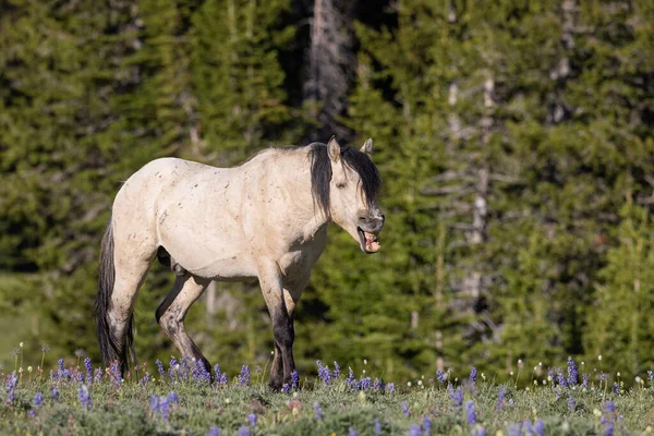 stock image a beautiful wild horse in the Pryro Mountains Montana in summer