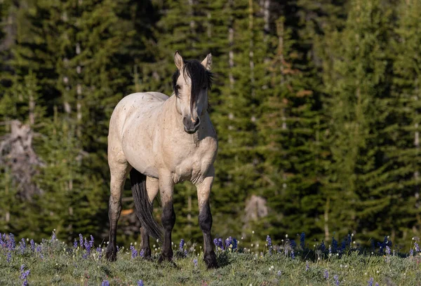 Красивая Дикая Лошадь Горах Приро Монтана Летом — стоковое фото