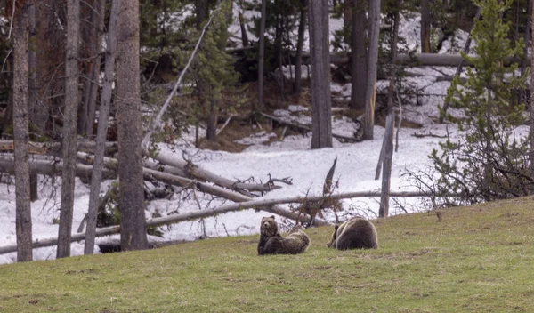 春にはイエローストーン国立公園でグリズリークマの種とその赤ちゃんたちが — ストック写真