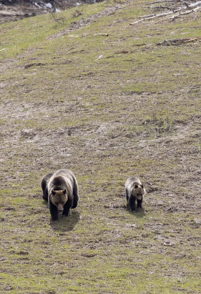 Eine Grizzlybärensau Und Ihre Jungen Yellowstone Nationalpark Frühling — Stockfoto