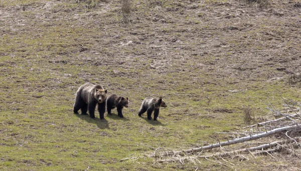 Grizzlybjörnsugga Och Hennes Ungar Yellowstone National Park Våren — Stockfoto