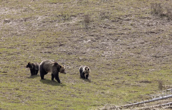 Une Truie Grizzli Ses Petits Dans Parc National Yellowstone Printemps — Photo